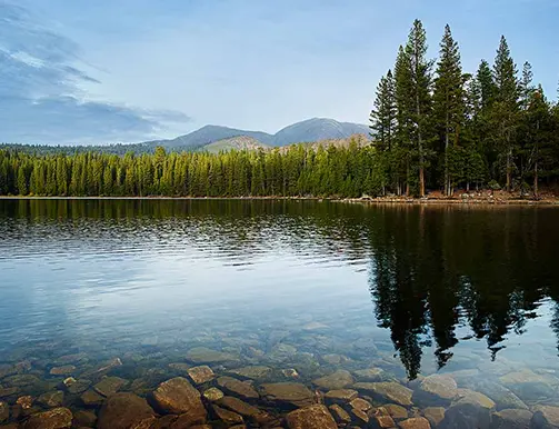 Northern California Spring